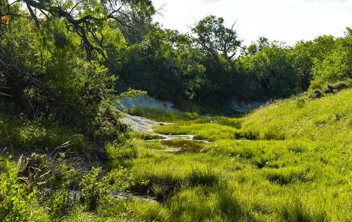 Ecleto Creek Ranch 246 Acre Ranch Karnes County Image 4