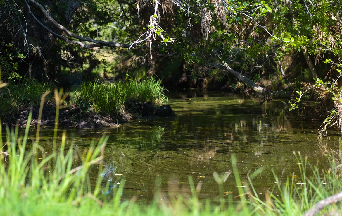 Ecleto Creek Ranch 246 Acre Ranch Karnes County Image 5