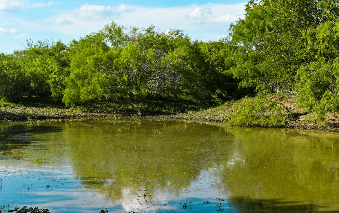 Ecleto Creek Ranch 246 Acre Ranch Karnes County Image 6
