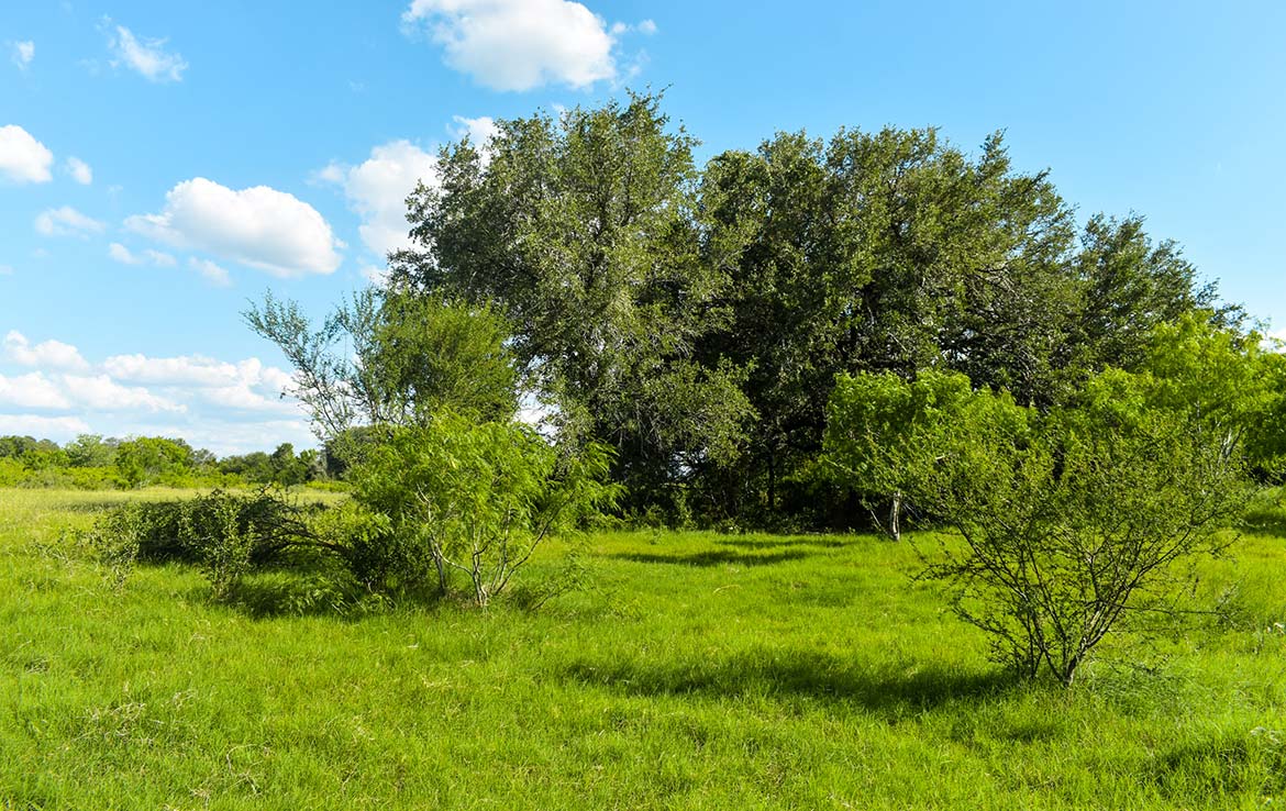 Ecleto Creek Ranch 246 Acre Ranch Karnes County Image 8