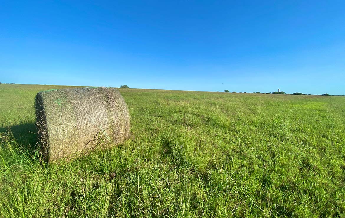 South View 60 Acre Ranch Live Oak County Image 5