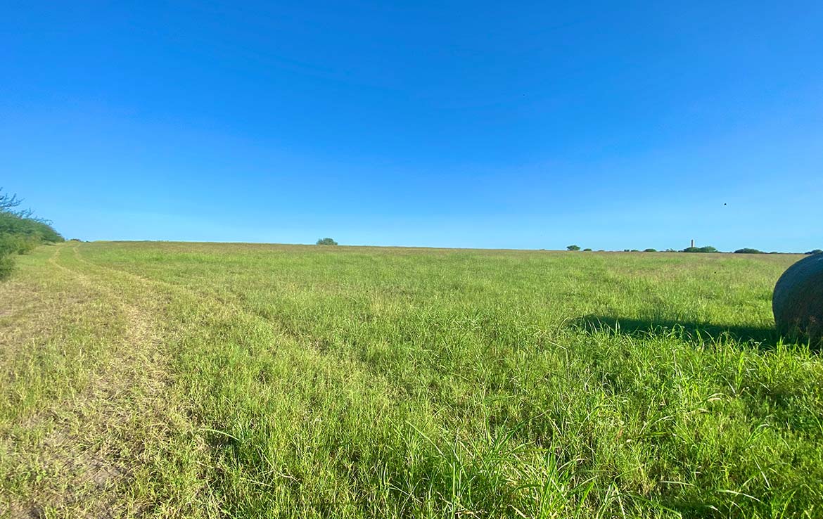 South View 60 Acre Ranch Live Oak County Image 6