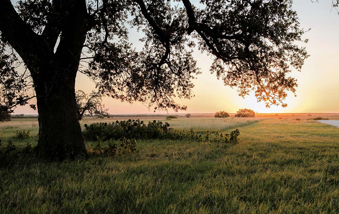 Hill Top Ranch 80 Acre Ranch Live Oak County Image 6