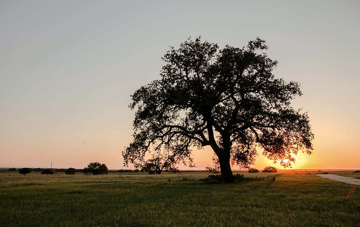 Hill Top Ranch 80 Acre Ranch Live Oak County Image 7