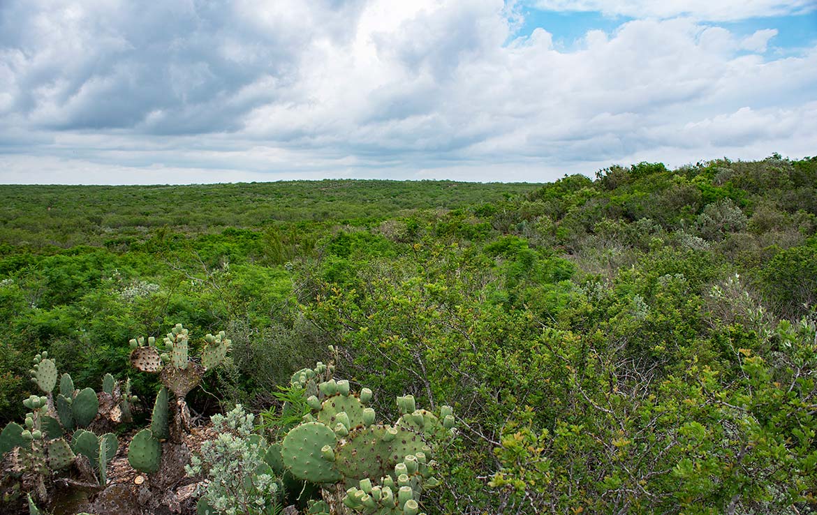 South Shipp Ranch 5000 Acre Ranch Webb County Image 4