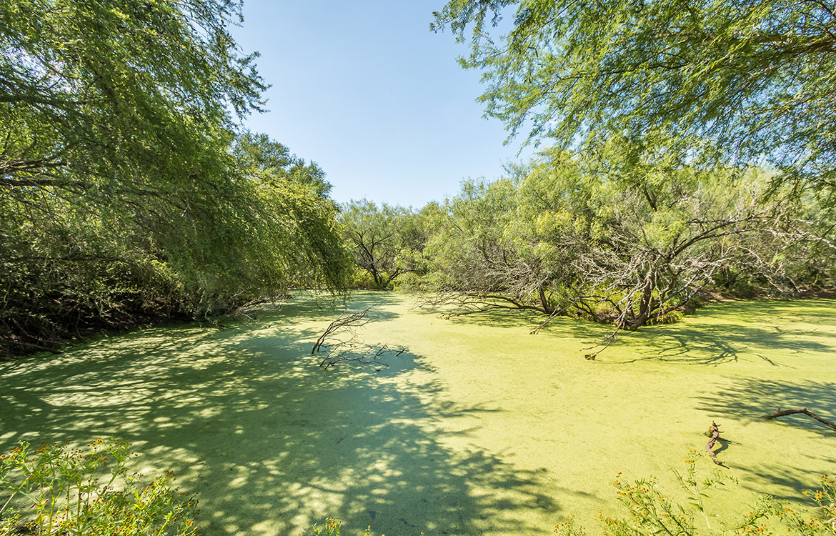 540 Ranch 274 Acre Ranch Webb County Image 12