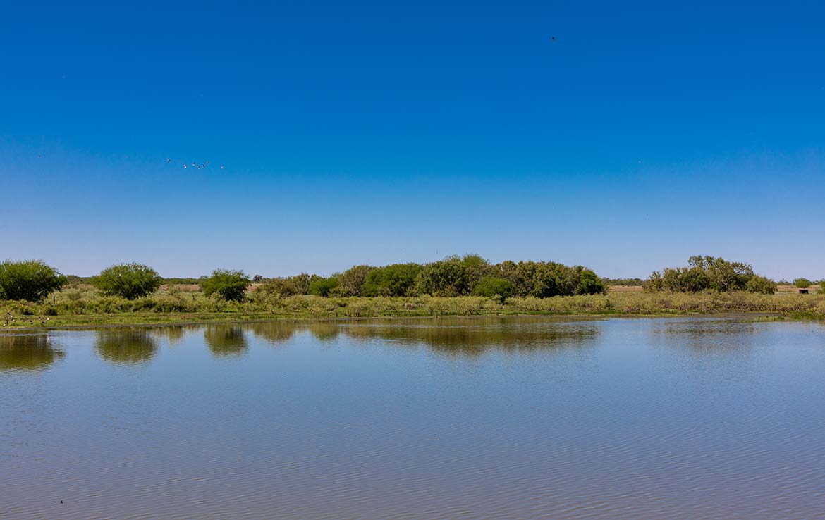 Three Oaks 383 Acre Ranch Wilson County Image 10