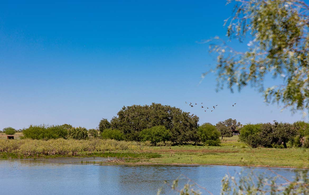 Three Oaks 383 Acre Ranch Wilson County Image 9