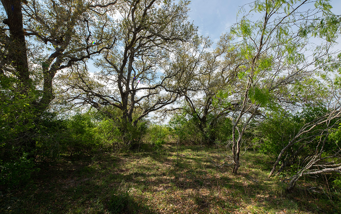 Bracket T Ranch 71 Acre Ranch Refugio County Image 4