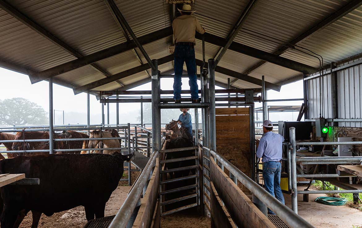 15 Mile Creek Ranch 1188 Acre Ranch Victoria County Image 13