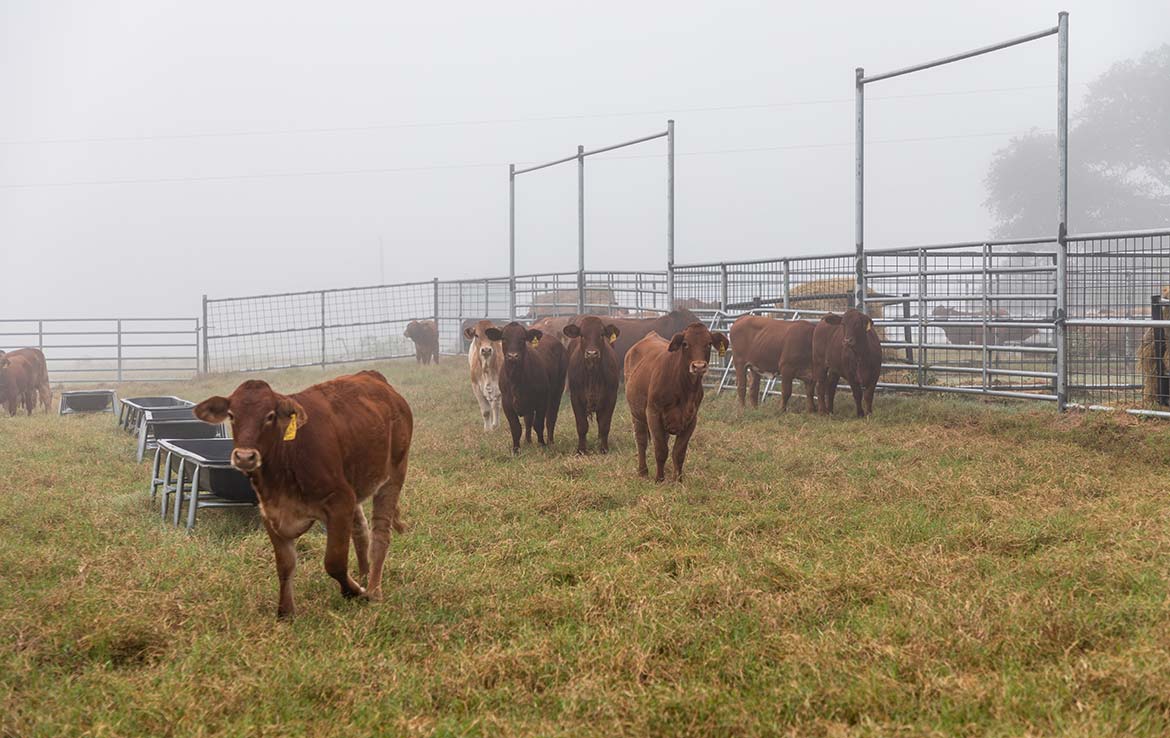 15 Mile Creek Ranch 1188 Acre Ranch Victoria County Image 14