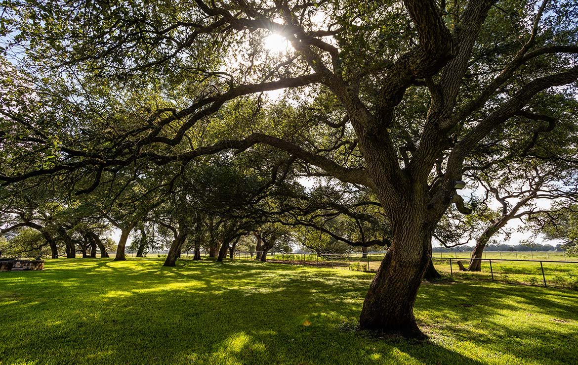 15 Mile Creek Ranch 1188 Acre Ranch Victoria County Image 9