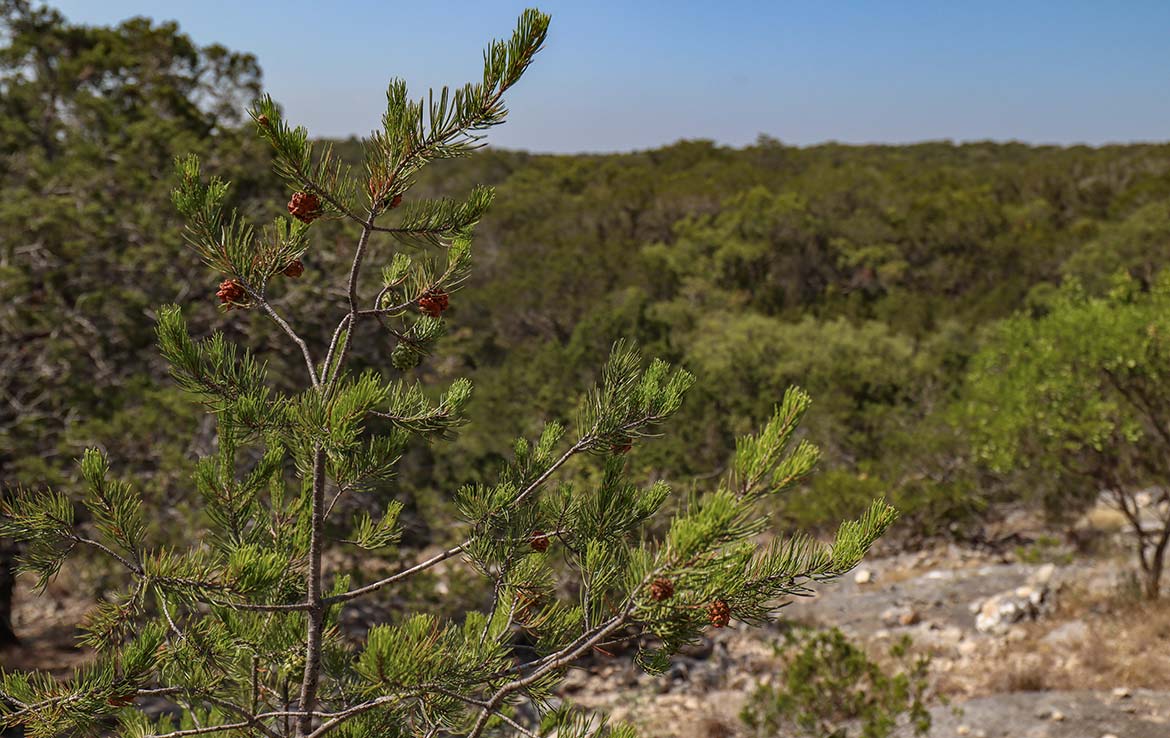 Venado Ranch 391 Acre Ranch Edwards County Image 11