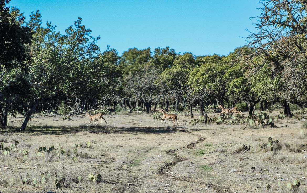 Los Encinos Ranch 68 Acre Ranch Edwards County Image 1