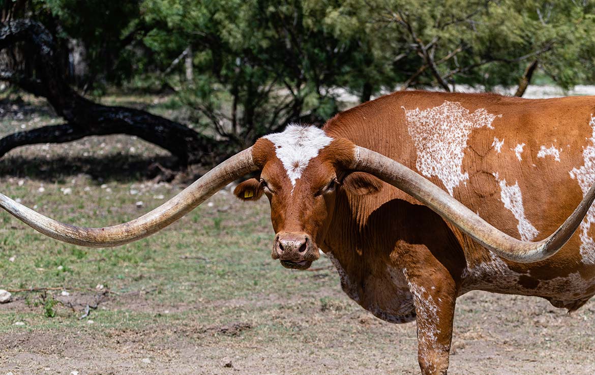 YO Headquarters Ranch 11200 Acre Ranch Kerr County Image 28