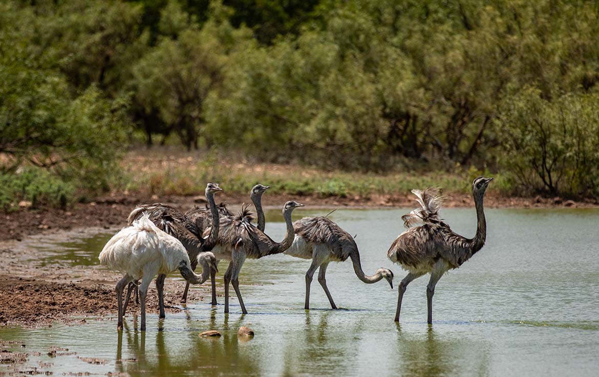 YO Headquarters Ranch 11200 Acre Ranch Kerr County Image 31