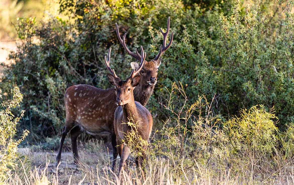 YO Headquarters Ranch 11200 Acre Ranch Kerr County Image 33