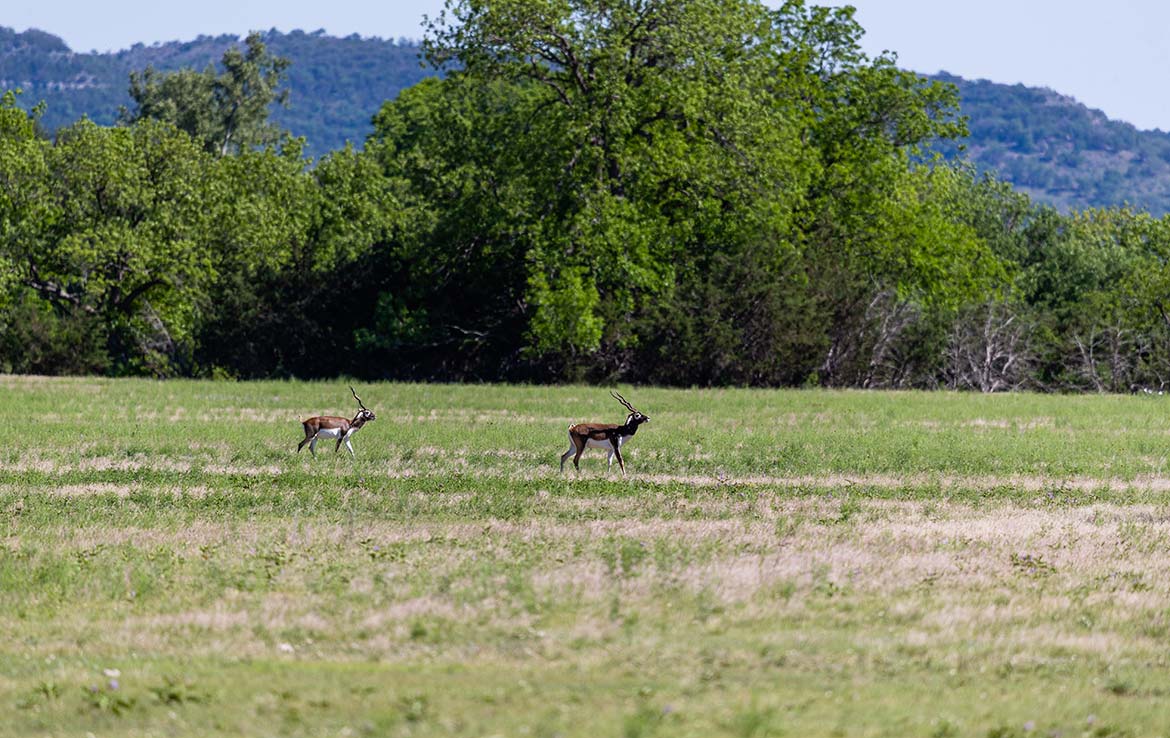 Hidden River Ranch 265 Acre Ranch Real County Image 17