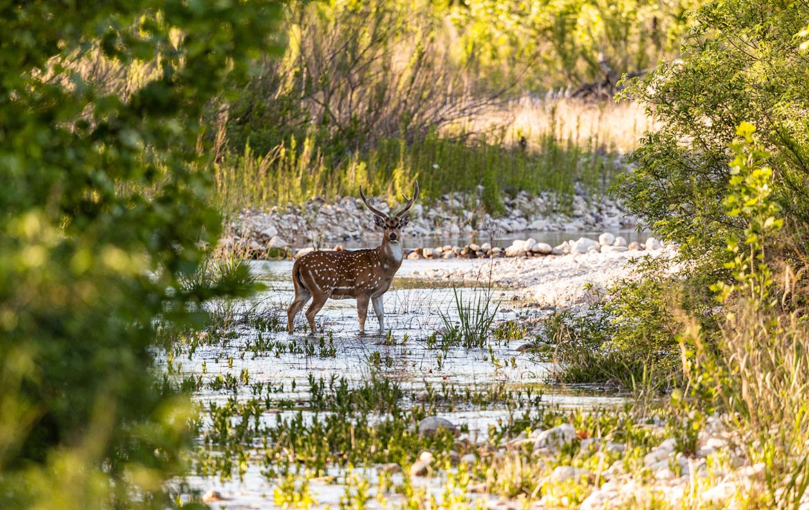 Hidden River Ranch 265 Acre Ranch Real County Image 4