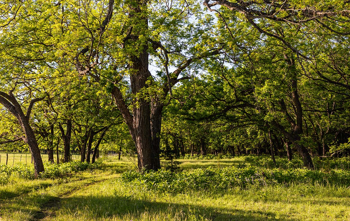 Hidden River Ranch 265 Acre Ranch Real County Image 7