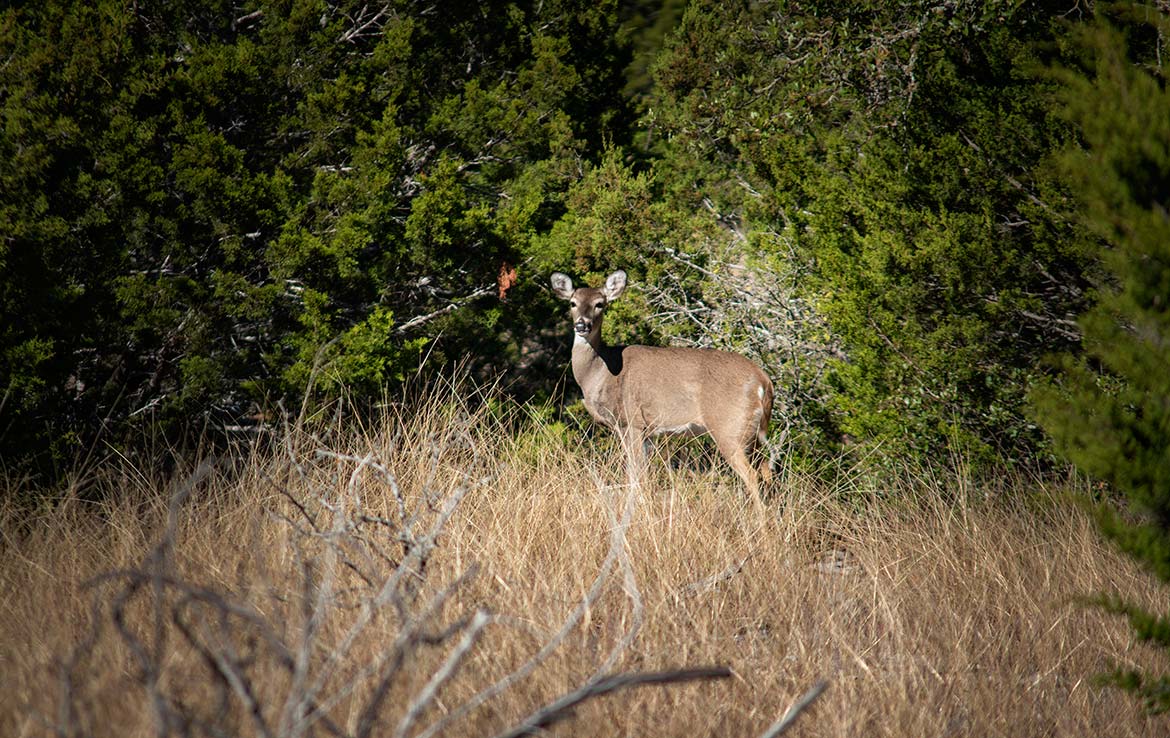Vista Real Ranch 70 Acre Ranch Real County Image 11