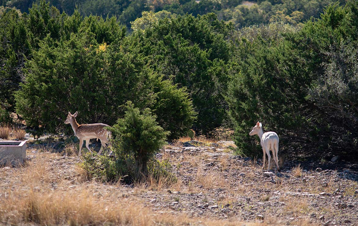Vista Real Ranch 70 Acre Ranch Real County Image 12
