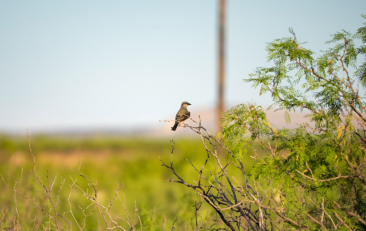 Pecos River Flats 664 Acre Ranch Pecos County Image 9