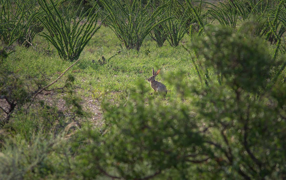 Desert Rose Ranch 1013 Acre Ranch Terrell County Image 10