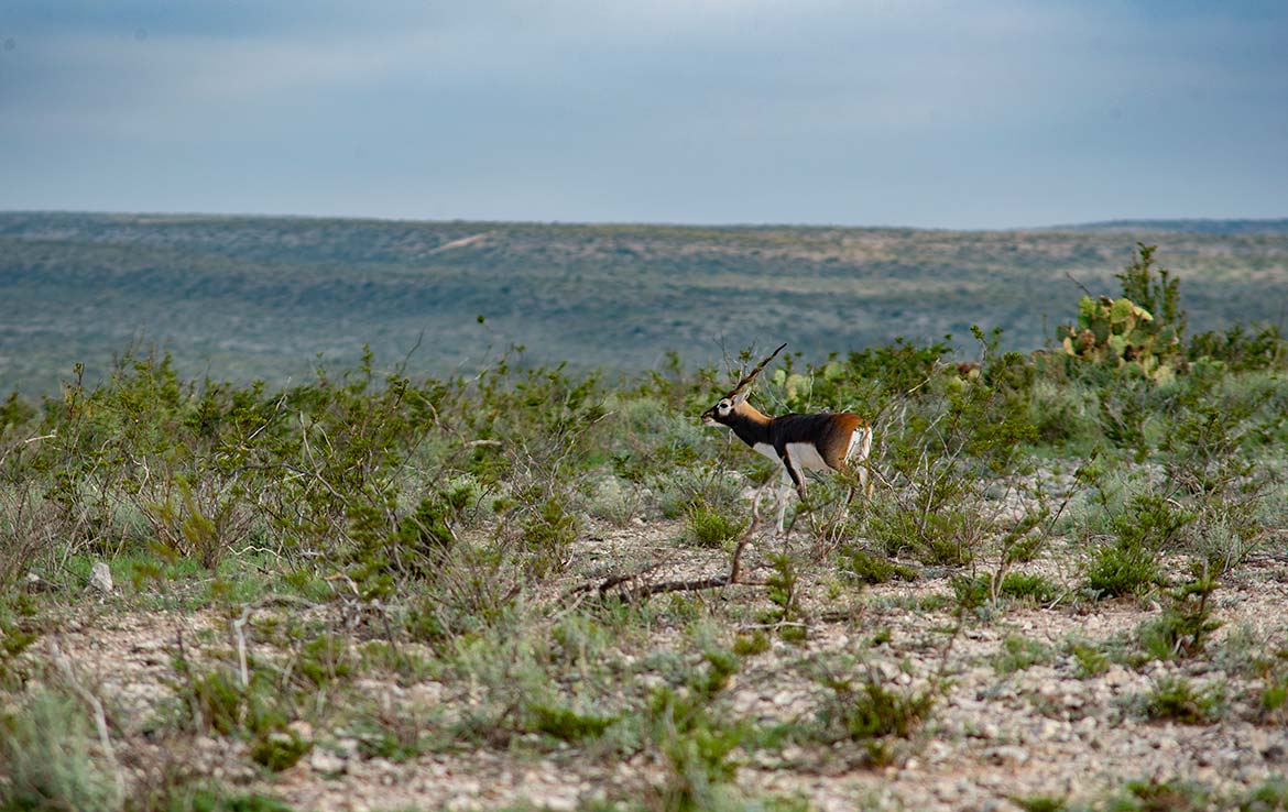 Desert Rose Ranch 1013 Acre Ranch Terrell County Image 3