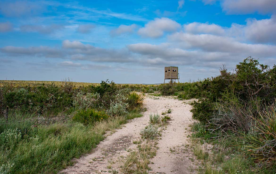 Desert Rose Ranch 1013 Acre Ranch Terrell County Image 5