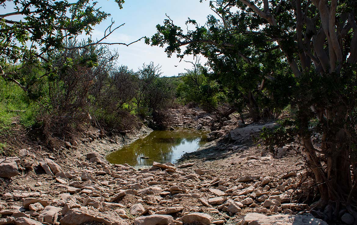Desert Rose Ranch 1013 Acre Ranch Terrell County Image 8