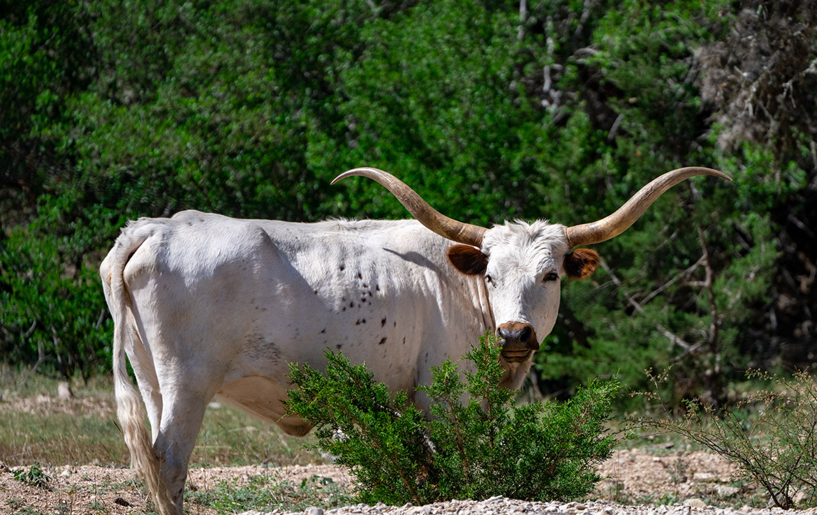 Oak Bluff Ranch 183 Acre Ranch Edwards County Image 13