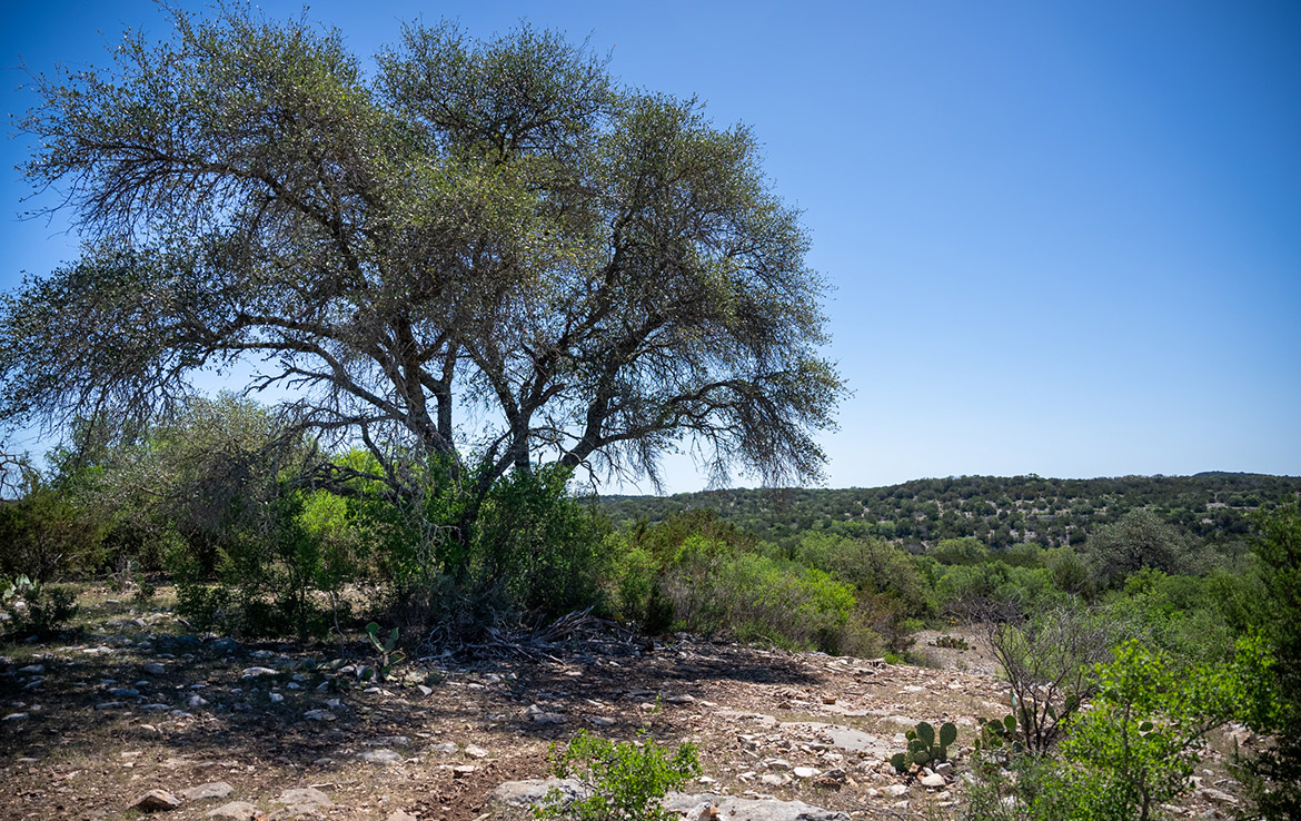 Oak Bluff Ranch 183 Acre Ranch Edwards County Image 15